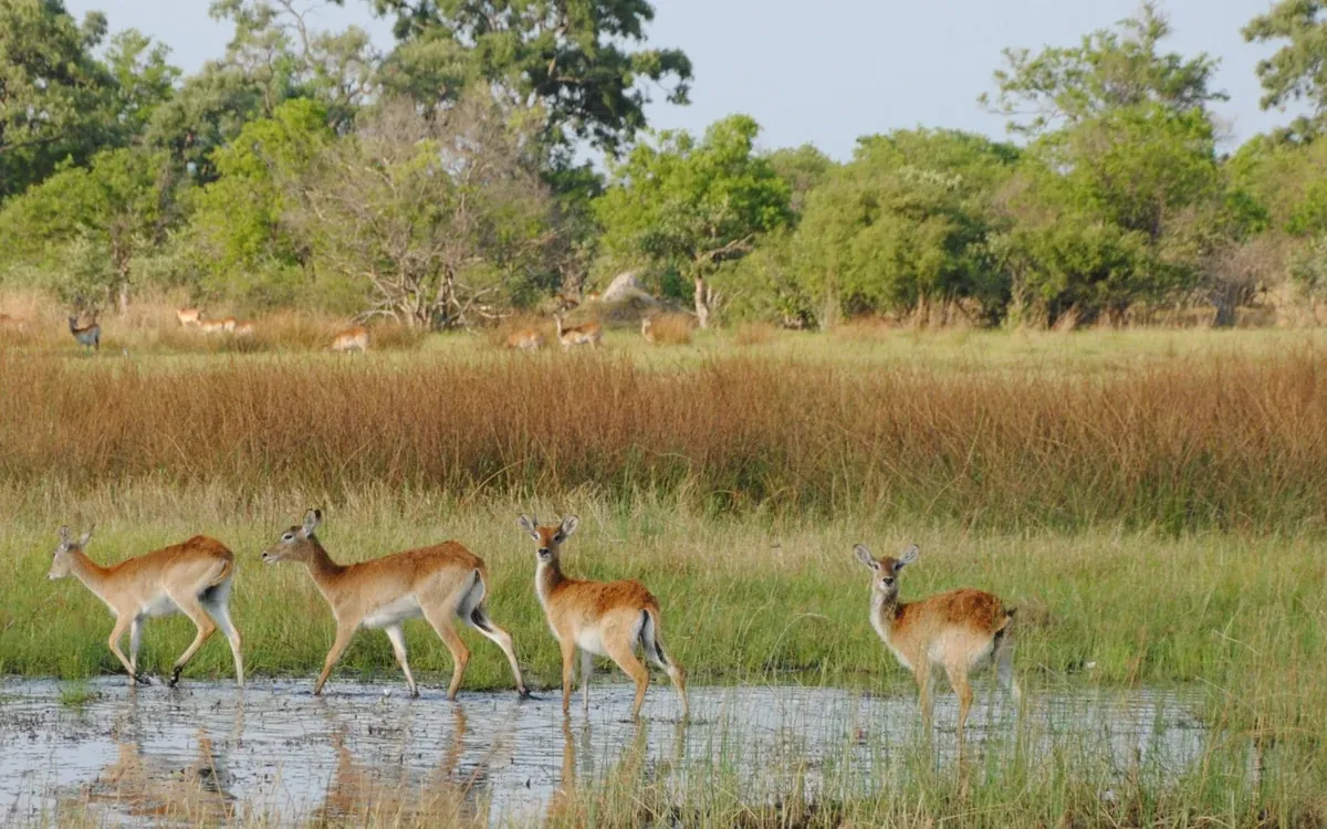 Moremi Game Reserve in Botswana